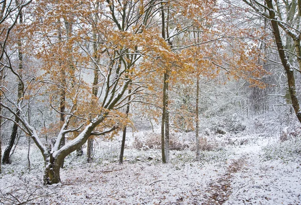 Piękna ścieżka przez las z śniegu na ziemi — Zdjęcie stockowe