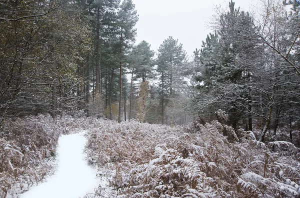 Hermoso camino a través del bosque con nieve en el suelo — Foto de Stock