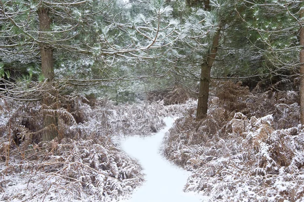 Bellissimo sentiero attraverso la foresta con neve a terra — Foto Stock