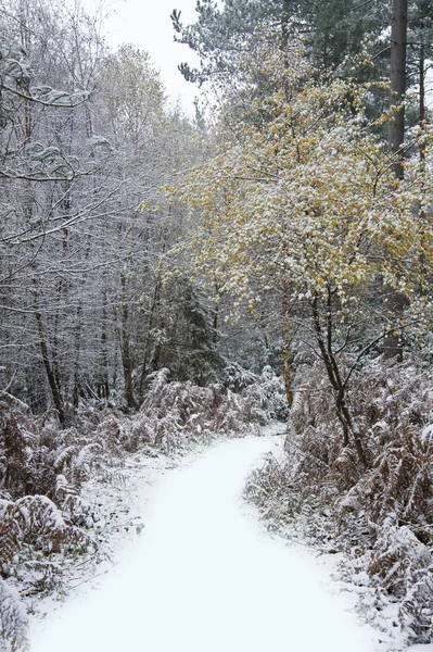 Krásná cesta lesem se sněhem na zemi — Stock fotografie