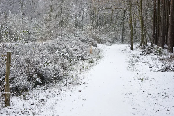 Hermoso camino a través del bosque con nieve en el suelo — Foto de Stock
