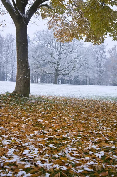 Hermosa imagen de otoño árbol de color de otoño en la nieve —  Fotos de Stock