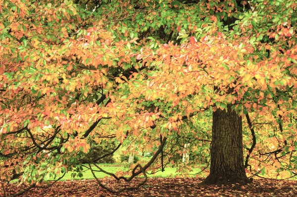 Belle Automne Scène d'automne avec des couleurs vives et de superbes detai — Photo