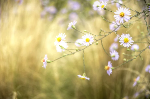 Güzel taze canlı sonbahar sonbahar kır çiçeği sahne — Stok fotoğraf