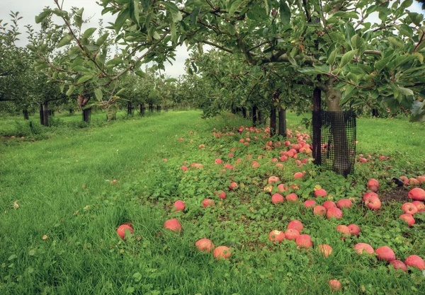 Sonbaharda çok güzel elma bahçesi ile olgun meyve düşmek — Stok fotoğraf