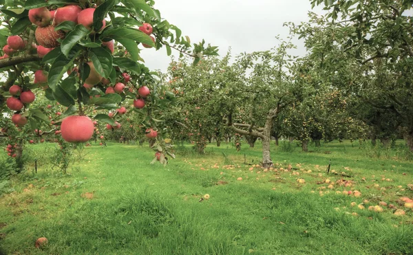 Mooie appelboomgaard in de herfst van vallen met rijp fruit — Stockfoto