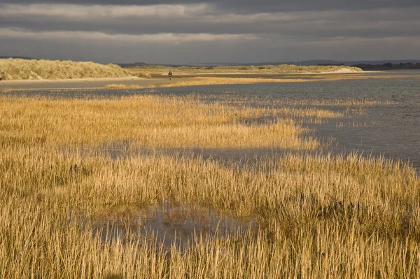 Stormy sky over warm reed beds in sea bank — Stock Photo, Image
