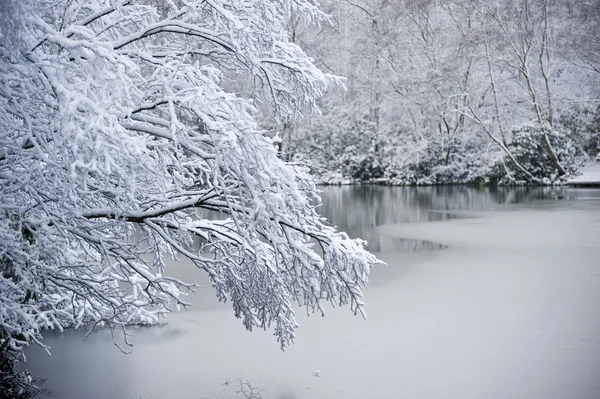 Branche sur lac gelé dans la neige d'hiver Photos De Stock Libres De Droits
