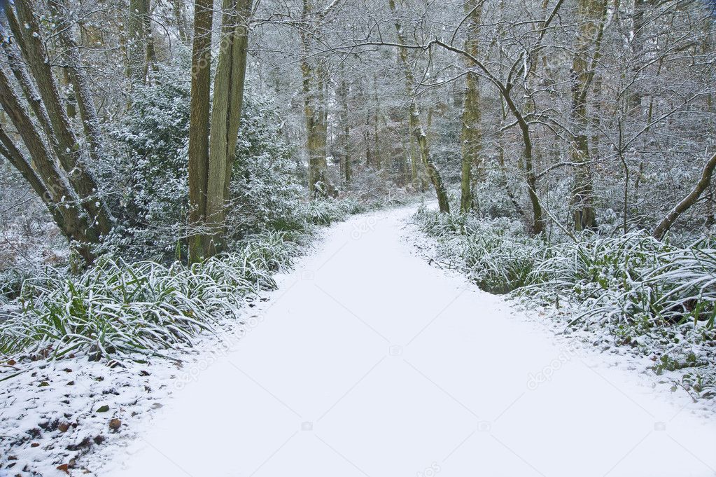 Beautiful path through forest with snow on ground