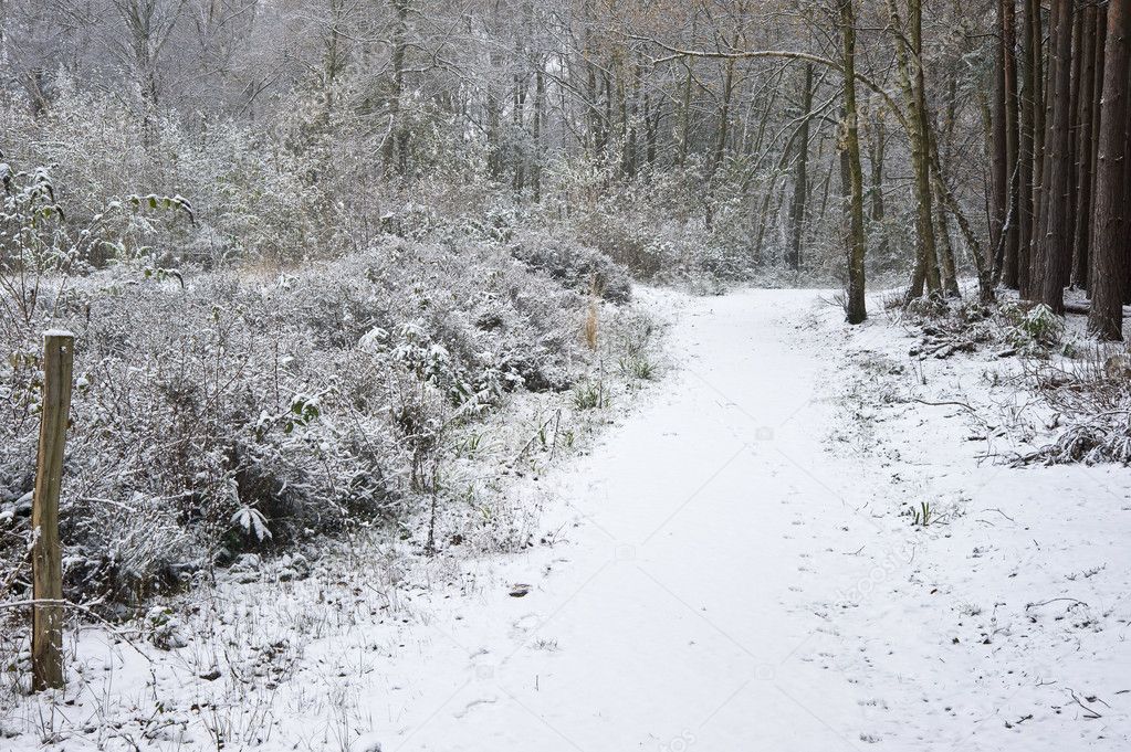 Beautiful path through forest with snow on ground
