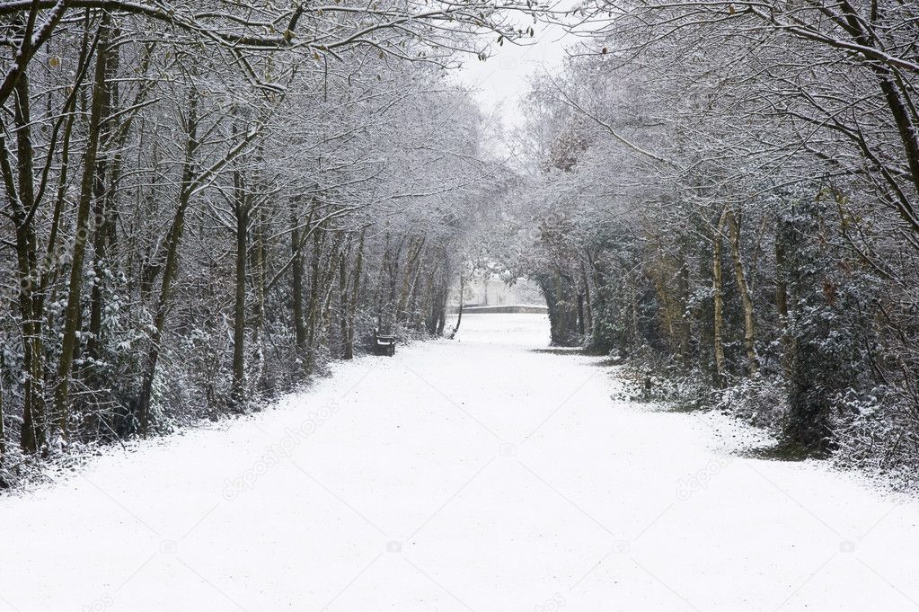 Beautiful path through forest with snow