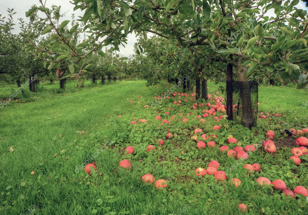 Фото в яблочном саду цветущем