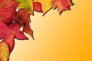 Vibrant Autumn Fall Season leaves on faded gradient background clipart