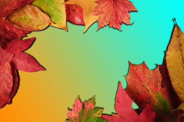 Élénk őszi őszi szezon elhagyja a kifakult gradiens háttér — Stock Fotó