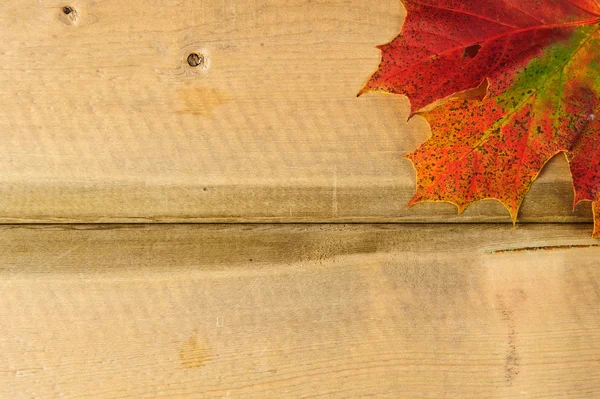 Pulserande hösten höstsäsongen lämnar på rustika trä bakgrund — Stockfoto