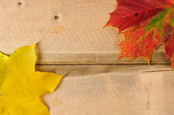 Vibrant Autumn Fall Season leaves on rustic wood background — Stock Photo, Image
