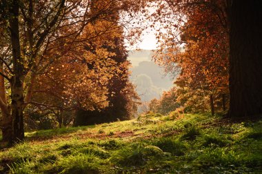 Landscape view through Autumn Fall forest into bright morning co clipart