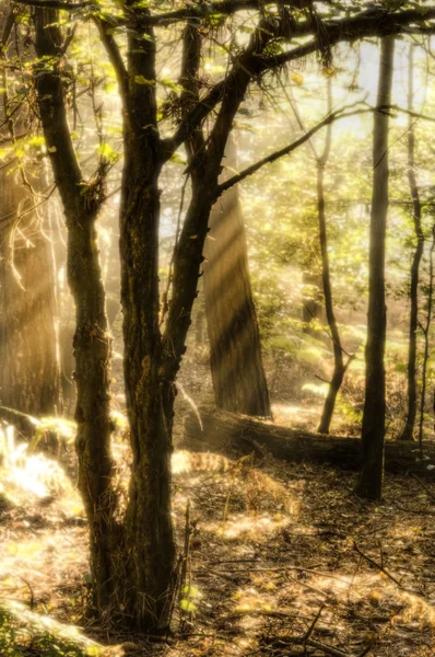 Sol inspirador amanecer irrumpió a través de los árboles en el bosque otoño —  Fotos de Stock
