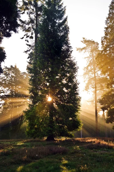 Alba ispiratrice sole scoppiare attraverso gli alberi nella foresta Autunno autunno — Foto Stock