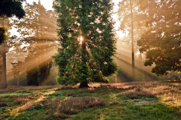 Inspirerande dawn solen sprack genom träden i skogen höst höst — Stockfoto