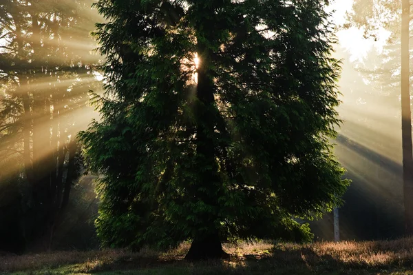 영감 새벽 썬 버스트 숲에서 나무를 통해가가 — 스톡 사진