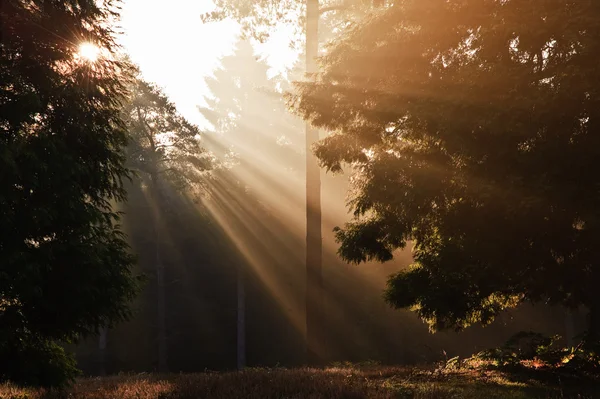 Inspirierende Morgensonne brach durch Bäume im Wald Herbst Herbst — Stockfoto