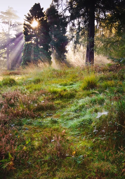 Натхненне світанкове сонце вибухнуло крізь дерева в лісі Осінь осінь — стокове фото