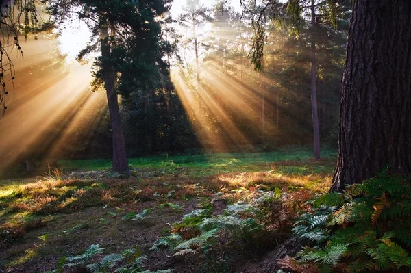 Inspirativní úsvit slunce prolomil stromy v lese podzim podzim — Stock fotografie