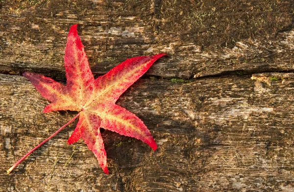 Autumn Fall leaf on grunge wooden rustic texture background — Stock Photo, Image