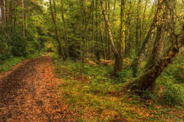 yolunu kullanarak sonbahar sonbahar renkli fforest manzara