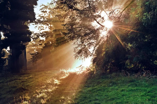 Aube inspirante soleil éclate à travers les arbres dans la forêt Automne Automne Automne — Photo