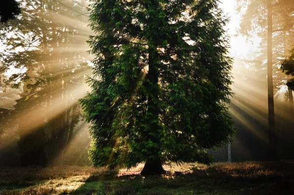 Inspirerende dageraad zon barsten door bomen in bos herfst val — Stockfoto