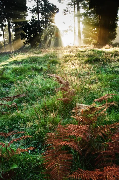 Вдохновляющее солнце прорывалось сквозь деревья в лесу осенью — стоковое фото