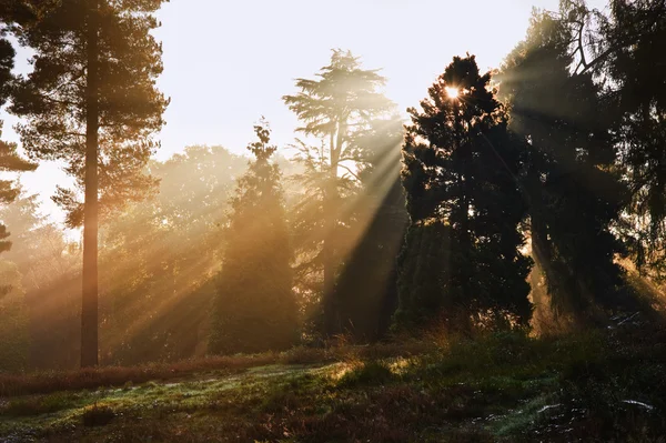 心に強く訴える夜明けの太陽の森の木 々の間バースト食欲の秋 — ストック写真