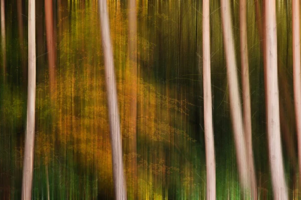 Long exposure blur effect Autumn Fall pine trees — Stock Photo, Image