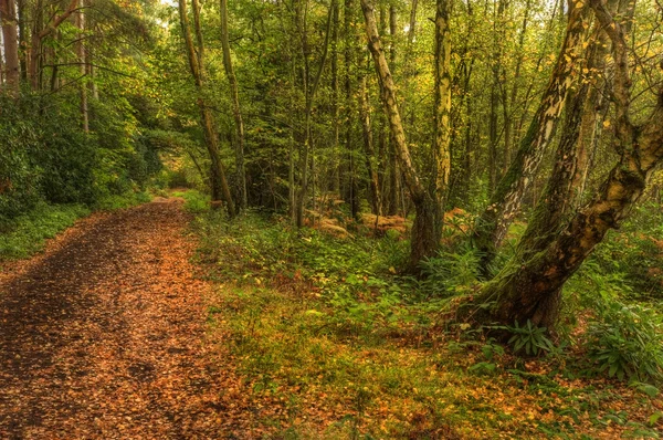 秋の小道秋 fforest のカラフルな風景 — ストック写真