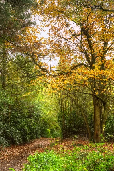 Cesta přes podzim podzim barevný fforest krajina — Stock fotografie