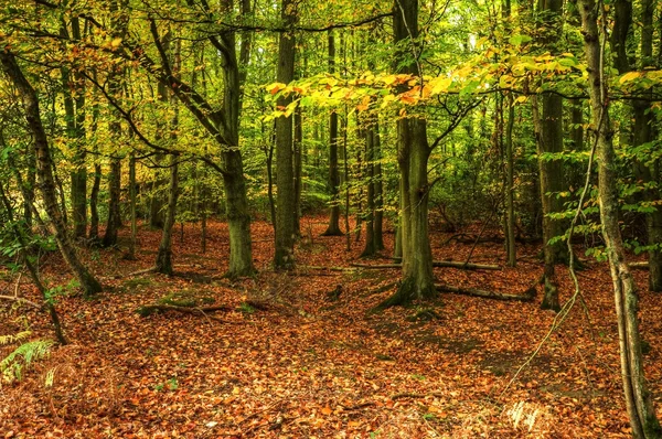 Приголомшливий яскравий осінній лісовий пейзаж — стокове фото