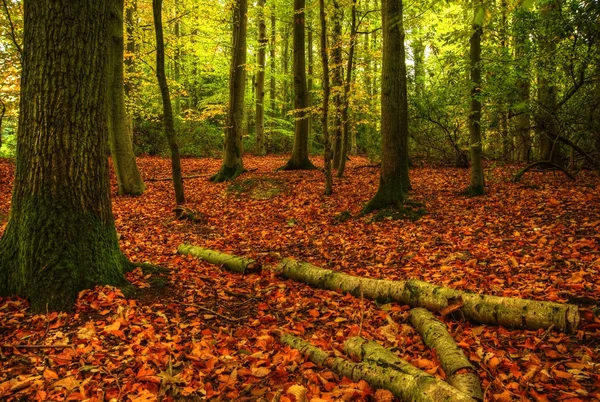 Çarpıcı renkli canlı sonbahar sonbahar orman manzarası — Stok fotoğraf