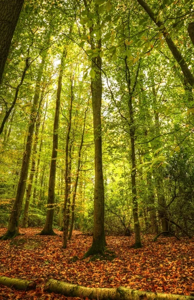 Atemberaubende bunte lebendige Herbst Herbst Waldlandschaft — Stockfoto