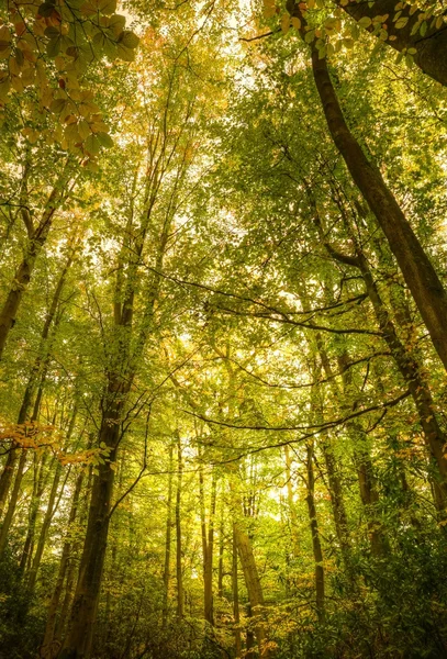 Splendido colorato vibrante autunno Autunno paesaggio forestale — Foto Stock