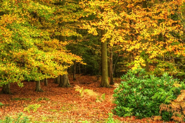 Wspaniałe kolorowe, żywe jesień las krajobraz — Zdjęcie stockowe