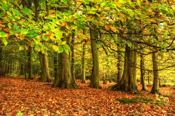 Εντυπωσιακό πολύχρωμο ζωντανή φθινόπωρο φθινόπωρο δάσος τοπίο — Φωτογραφία Αρχείου