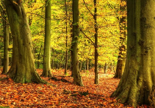 Потрясающий красочный яркий осенний лесной пейзаж — стоковое фото