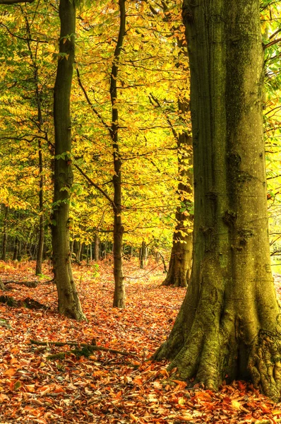 Lenyűgöző színes, vibráló őszre kelve erdős táj — Stock Fotó