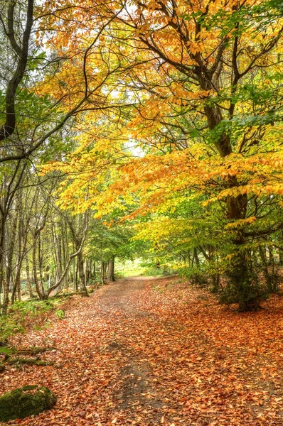 Drogę jesieni wchodzi kolorowy las — Zdjęcie stockowe