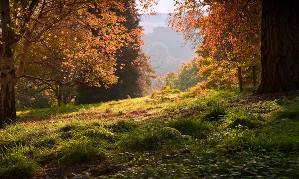 Vue paysage à travers la forêt automnale d'automne en co matin lumineux — Photo