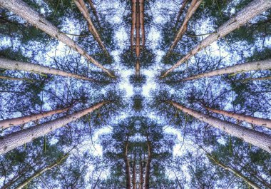 simetrik çam ağaçları gölgelik gökyüzüne bakarken göster