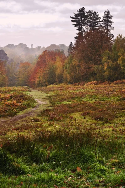 Bellissimo autunno Autunno foresta paesaggio vibrante — Foto Stock