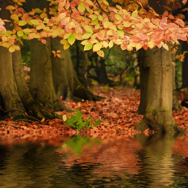 Gyönyörű őszi őszi erdő vibráló táj tükröződik wate — Stock Fotó